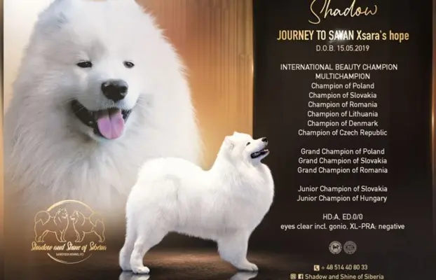 Samoyed szczeniaki ZKwP/FCI po Championie 4