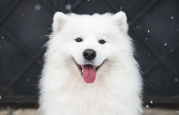 Samoyed szczeniaki ZKwP/FCI po Championie 5