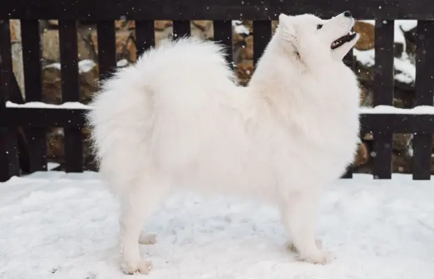 Samoyed szczeniaki ZKwP/FCI po Championie 6