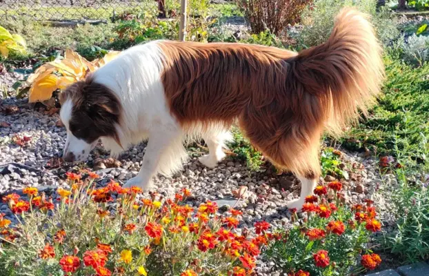 Reproduktor czekoladowy border collie 2