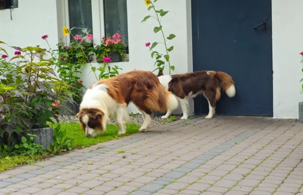 Reproduktor czekoladowy border collie 3