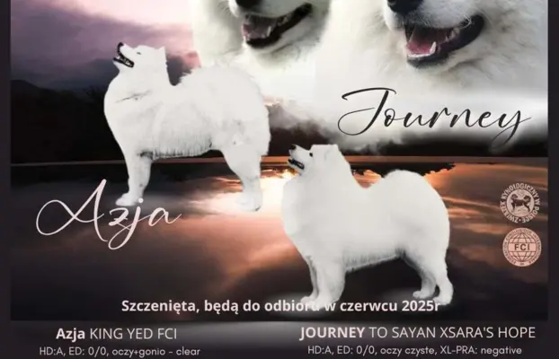 Samoyed FCI ZKwP 1