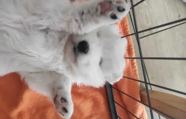 Samoyed FCI ZKwP 2