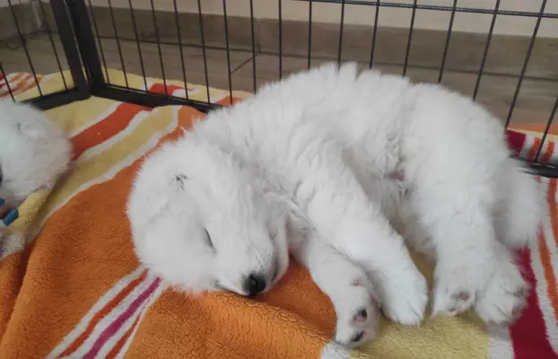 Samoyed FCI ZKwP 3