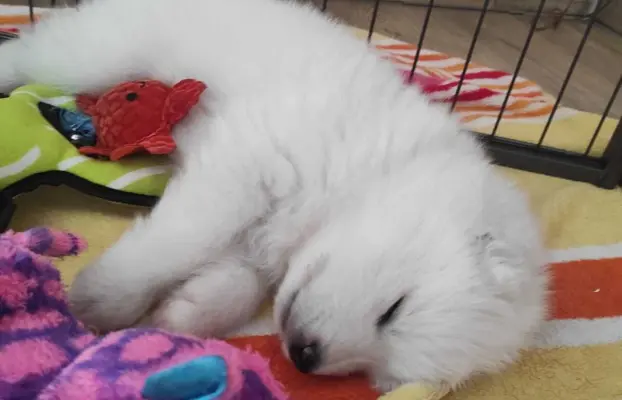 Samoyed FCI ZKwP 4