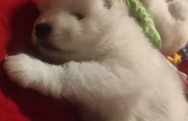 Samoyed FCI ZKwP 5