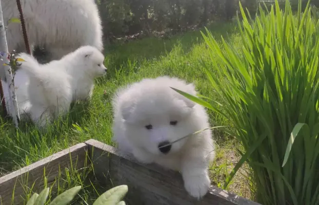 Samoyed FCI ZKwP 8