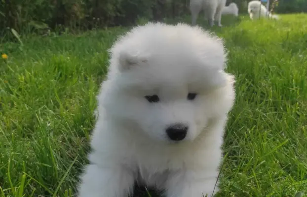 Samoyed FCI ZKwP 9