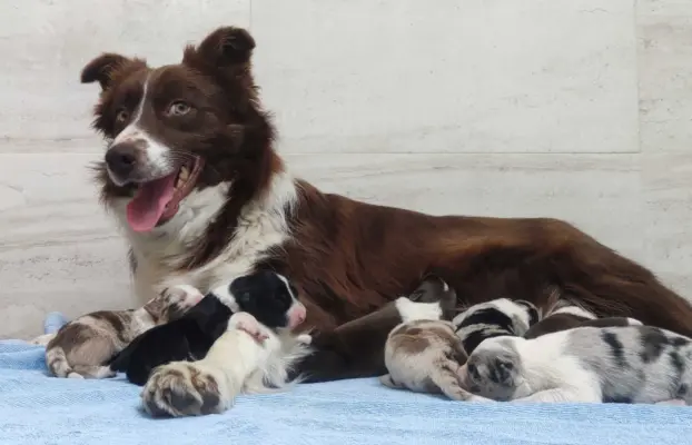 Rasowy sczeniak Border Collie maści merle z hodowli z pełną 6