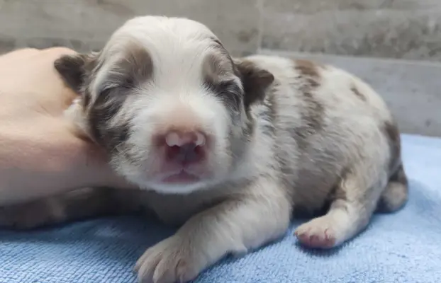 Rasowy sczeniak Border Collie maści merle z hodowli z pełną 1