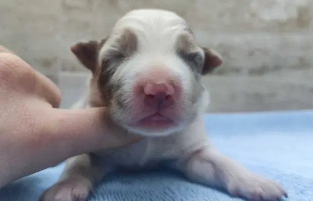 Rasowy sczeniak Border Collie maści merle z hodowli z pełną 4