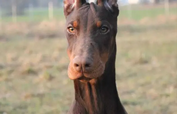 Doberman Szczenięta już są - wyjątkowe skojarzenie ZKWP/FCI 1