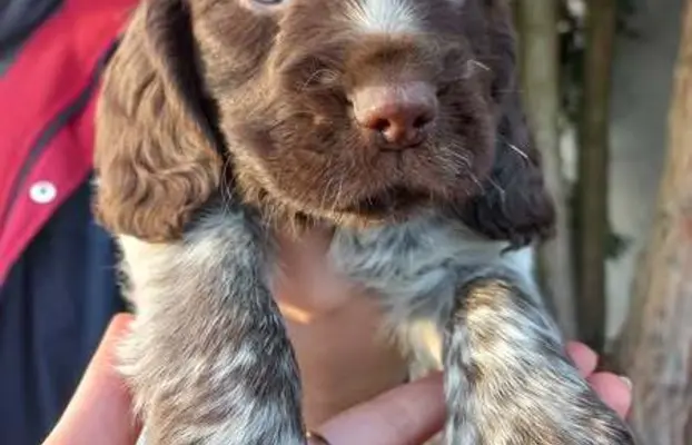 Polski Spaniel Myśliwski szczenięta 1