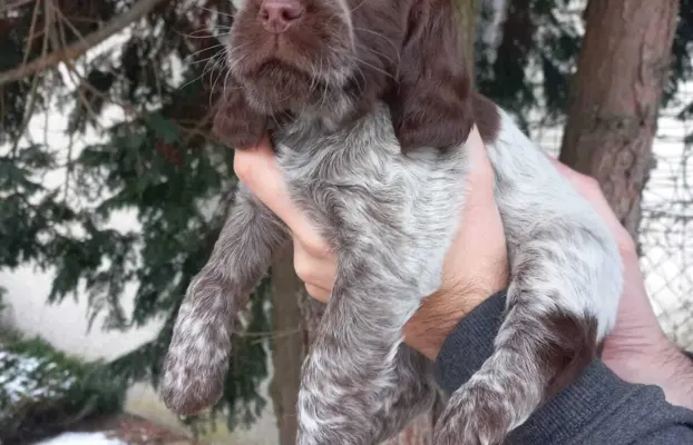 Polski Spaniel Myśliwski szczenięta 2