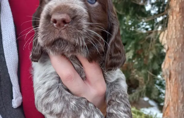 Polski Spaniel Myśliwski szczenięta 3