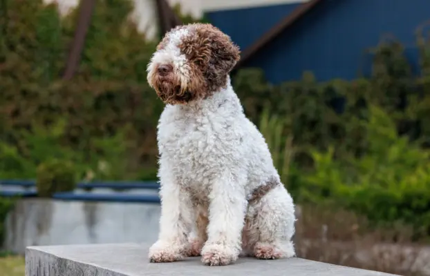 ZAPOWIEDŹ MIOTU - LAGOTTO ROMAGNOLO - AMOR FAMILIA FCI 4