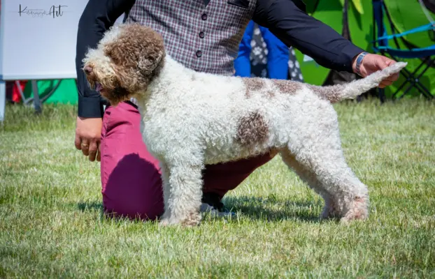 ZAPOWIEDŹ MIOTU - LAGOTTO ROMAGNOLO - AMOR FAMILIA FCI 5