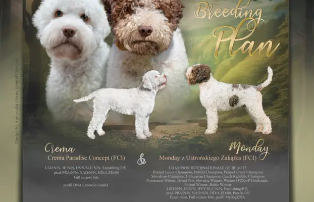 ZAPOWIEDŹ MIOTU - LAGOTTO ROMAGNOLO - AMOR FAMILIA FCI 1