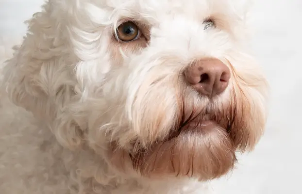 ZAPOWIEDŹ MIOTU - LAGOTTO ROMAGNOLO - AMOR FAMILIA FCI 2