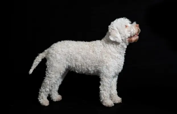 ZAPOWIEDŹ MIOTU - LAGOTTO ROMAGNOLO - AMOR FAMILIA FCI 3