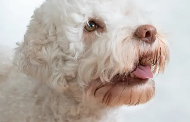 ZAPOWIEDŹ MIOTU - LAGOTTO ROMAGNOLO - AMOR FAMILIA FCI 6