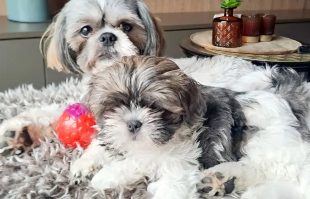 Shih Tzu urocze szczeniaki 3