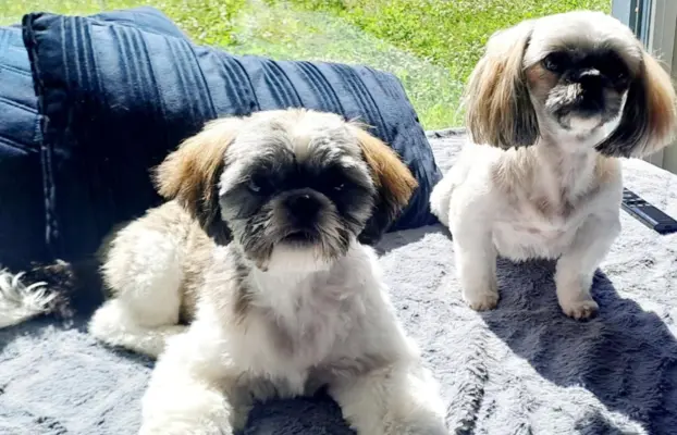 Shih Tzu urocze szczeniaki 6