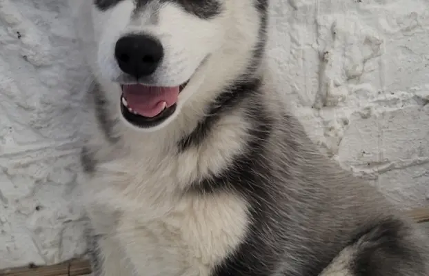 Siberian Husky szczenięta suczka pies zkwp fci po champion 1