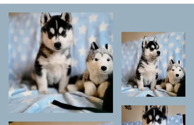 Siberian Husky szczenięta suczka pies zkwp fci po champion 8