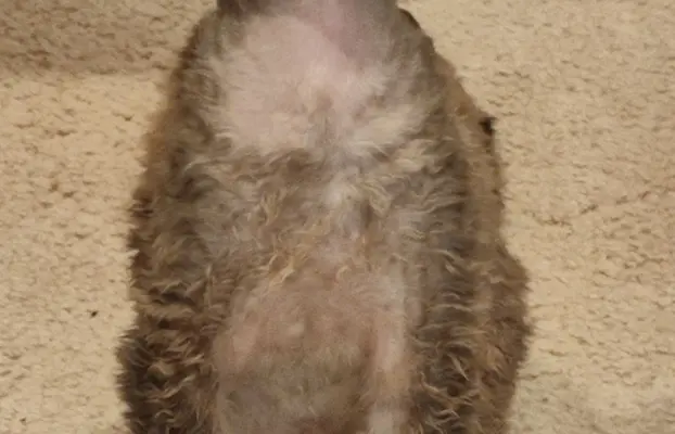 Draco kocurek Devon rex 1