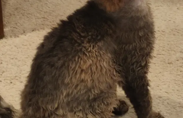 Draco kocurek Devon rex 3