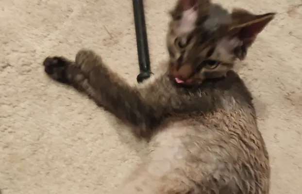 Draco kocurek Devon rex 2