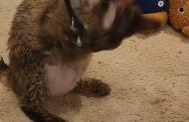 Draco kocurek Devon rex 4