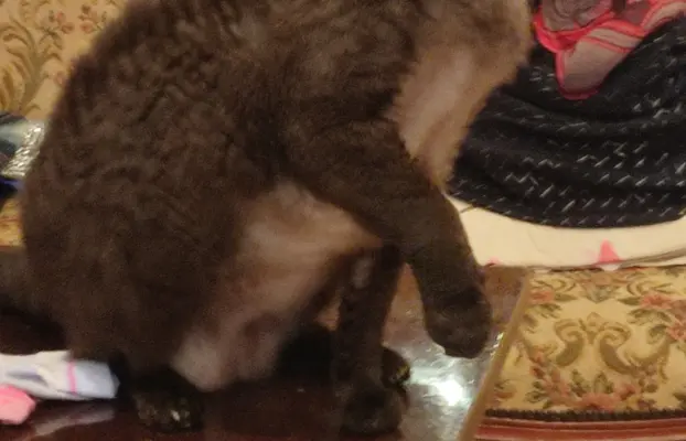 Draco kocurek Devon rex 5