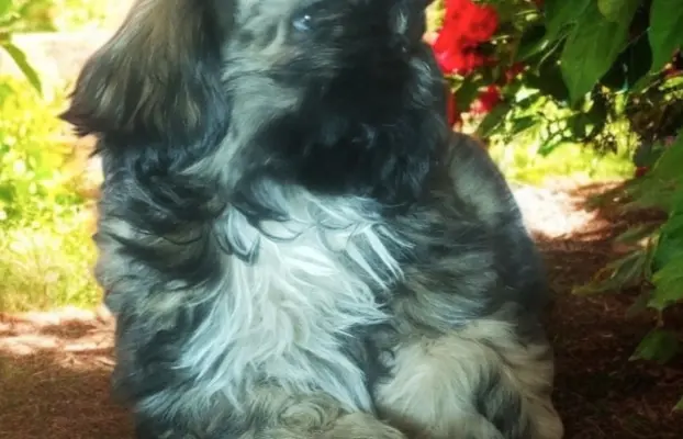 Shih tzu FCI piesek 1