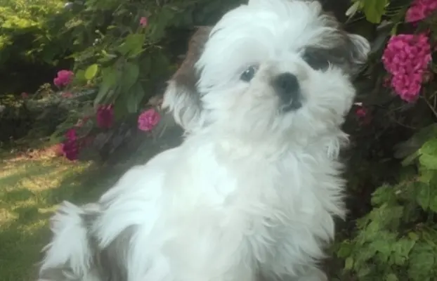 Shih tzu FCI piesek 1