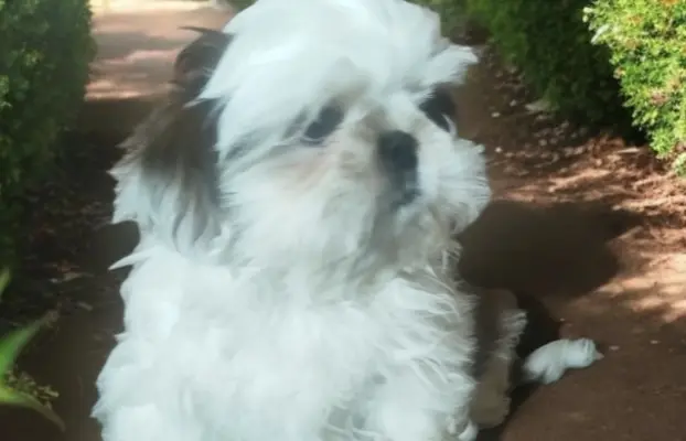 Shih tzu FCI piesek 5