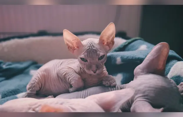 Sfinks Doński/Don Sphynx, CZAKRA - cudna kotka, szylkret. 2