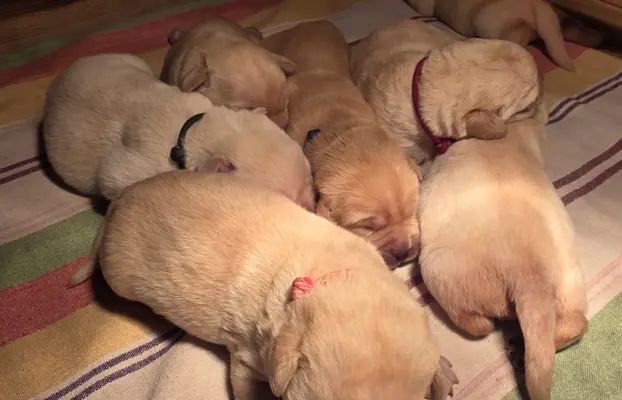 Labrador retriever biszkoptowe szczenięta ZKwP 6