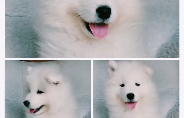 Szczeniaki Samoyed odbiór kwiecień 1