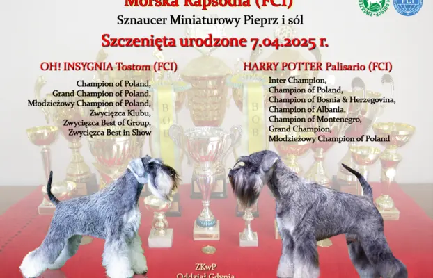 Sznaucery miniaturowe pieprz i sól po championach 3