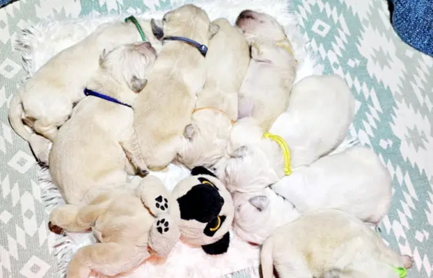 Szczeniaki Velvet Puppies 5
