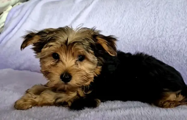 Yorkshire terrier  gotowy do zmiany domu 1
