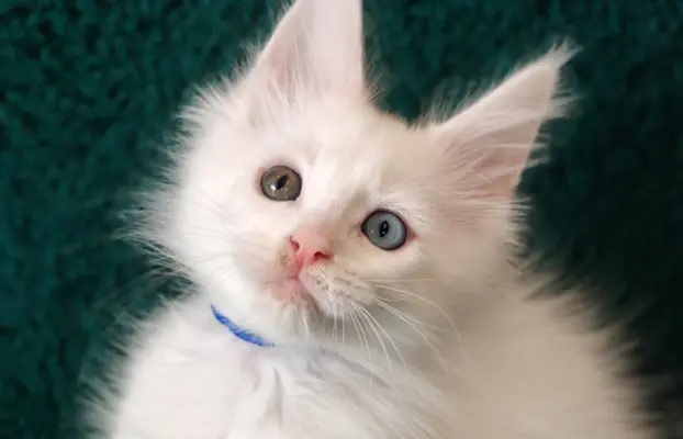 Kocurek Lemon Maine coon 4