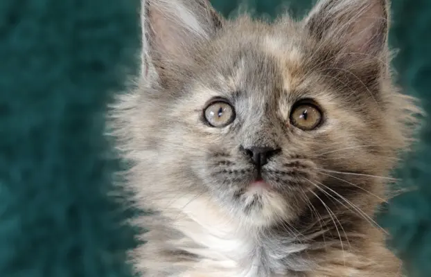 Kotka Lea Maine coon 4