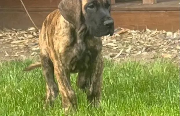 Dog niemiecki szczenięta 2
