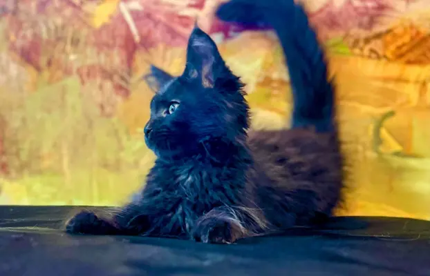Kotka czarna solid Maine Coon 4