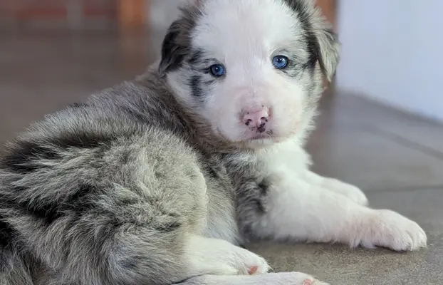 2 suczki i 1 piesek blue merle 3