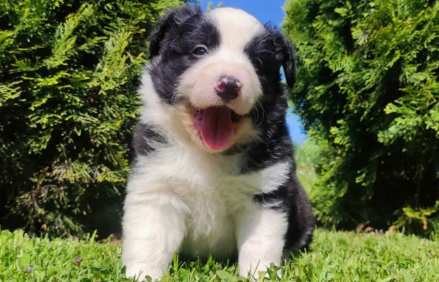 Rasowy pies, szczenię Border Collie z Hodowli, pełna dok. 1