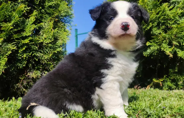 Rasowy pies, szczenię Border Collie z Hodowli, pełna dok. 2